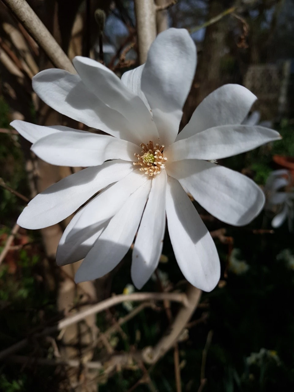 M. stellata